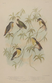 Broinowski Birds of Australia