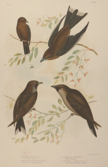 Broinowski Birds of Australia