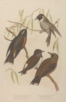 Broinowski Birds of Australia