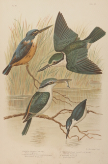 Broinowski Birds of Australia