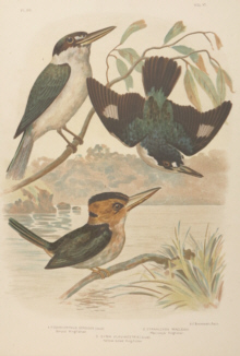 Broinowski Birds of Australia