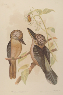 Broinowski Birds of Australia