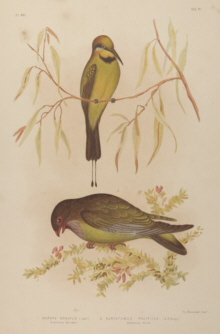 Broinowski Birds of Australia