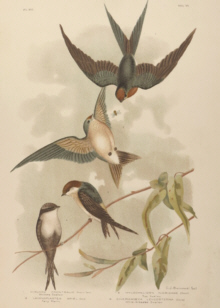 Broinowski Birds of Australia