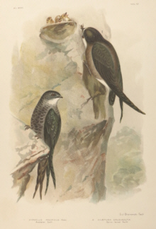 Broinowski Birds of Australia