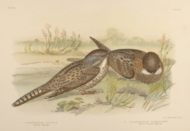 Broinowski Birds of Australia