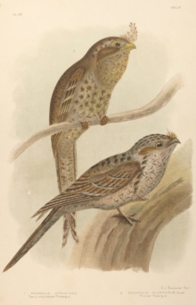 Broinowski Birds of Australia