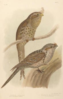 Broinowski Birds of Australia