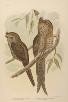 Broinowski Birds of Australia