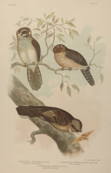 Broinowski Birds of Australia