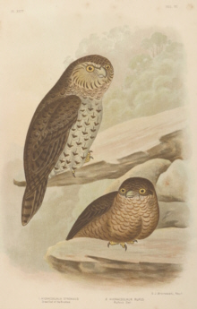 Broinowski Birds of Australia