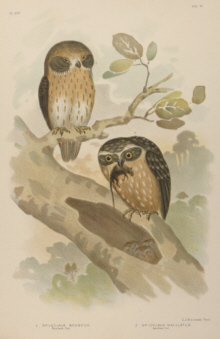 Broinowski Birds of Australia