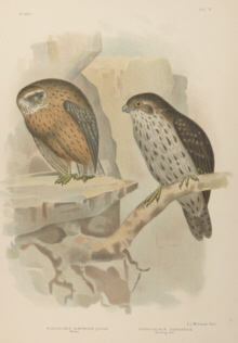 Broinowski Birds of Australia