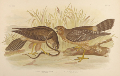 Broinowski Birds of Australia