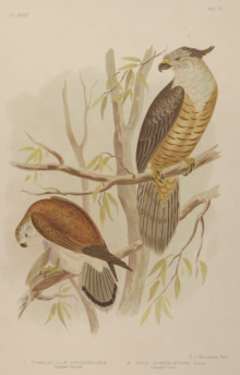 Broinowski Birds of Australia