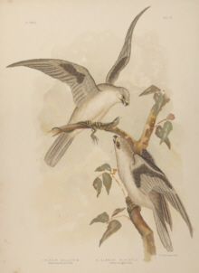 Broinowski Birds of Australia