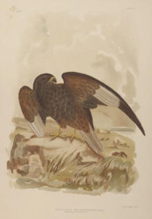 Broinowski Birds of Australia