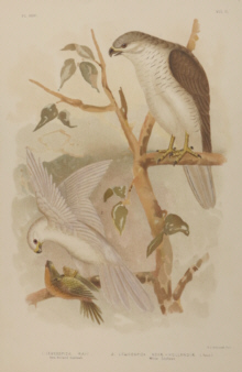 Broinowski Birds of Australia