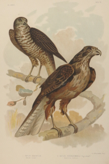 Broinowski Birds of Australia