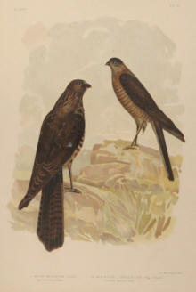 Broinowski Birds of Australia