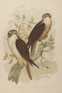 Broinowski Birds of Australia
