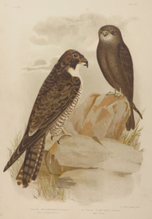 Broinowski Birds of Australia