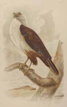 Broinowski Birds of Australia