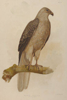 Broinowski Birds of Australia