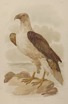 Broinowski Birds of Australia