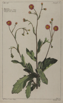 Botanical prints, Pierre Joseph Buchoz