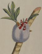 Botanical prints, Pierre Joseph Buchoz