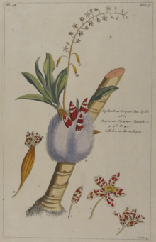 Botanical prints, Pierre Joseph Buchoz