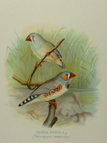 Finches, Arthur Butler