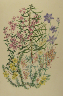 Charsley botanicals