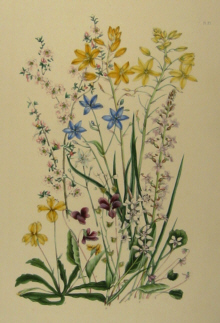 Charsley botanicals