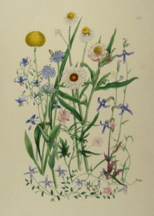 Charsley botanicals