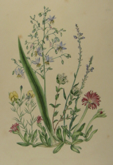 Charsley botanicals