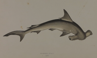 J. Couch, History of the Fish of the British Islands