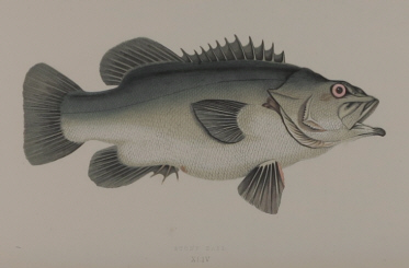 J. Couch, A History of the Fishes of the British Islands