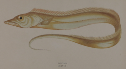 J. Couch, A History of the Fishes of the British Islands