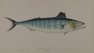 J. Couch, A History of the Fishes of the British Islands