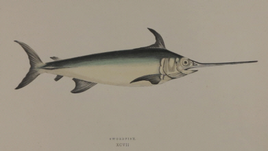 J. Couch, A History of the Fishes of the British Islands