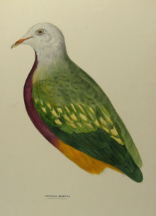 Sylvester Diggles, Ornithology of Australia