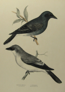 Sylvester Diggles, Ornithology of Australia