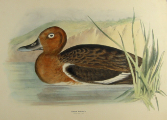 Sylvester Diggles, Ornithology of Australia
