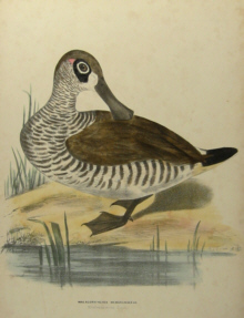 Sylvester Diggles, Orniyhology of Australia