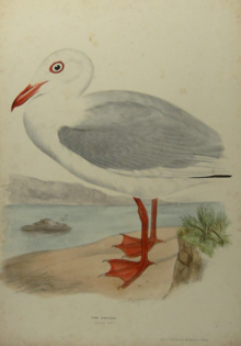 Sylvester Diggles, Ornithology of Australia