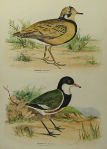 Sylvester Diggles, Ornithology of Australia