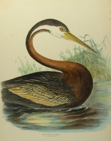 Sylvester Diggles, Ornithology of Australia