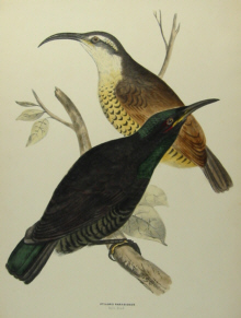 Sylvester Diggles, Ornithology of Australia
